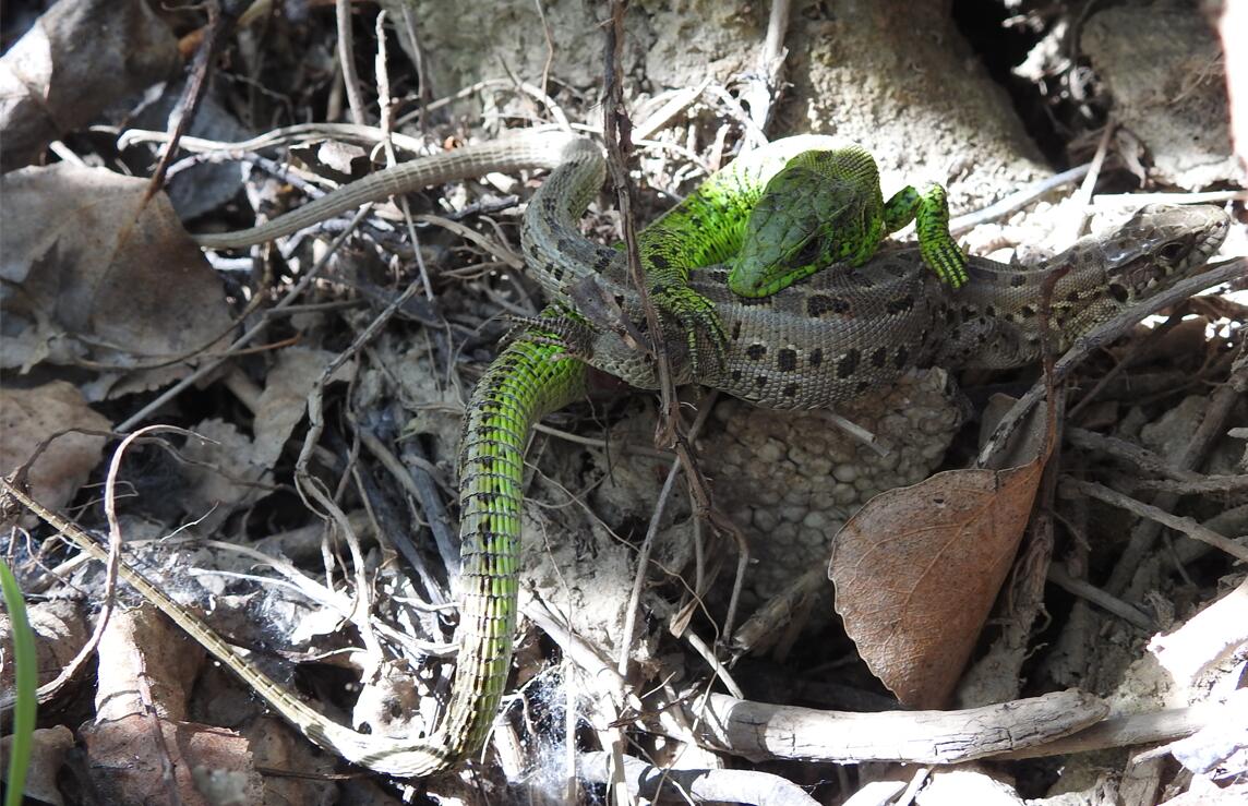 中国蜥蜴体型的两性异性